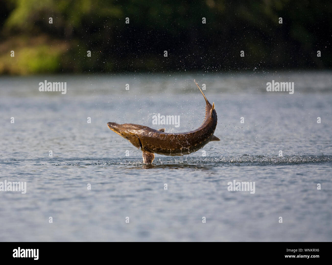 A Gulf sturgeon jumps out of the Suwannee River in Fanning Springs, Florida. The leaping sturgeon, who have hard plates covering their body, have inju Stock Photo