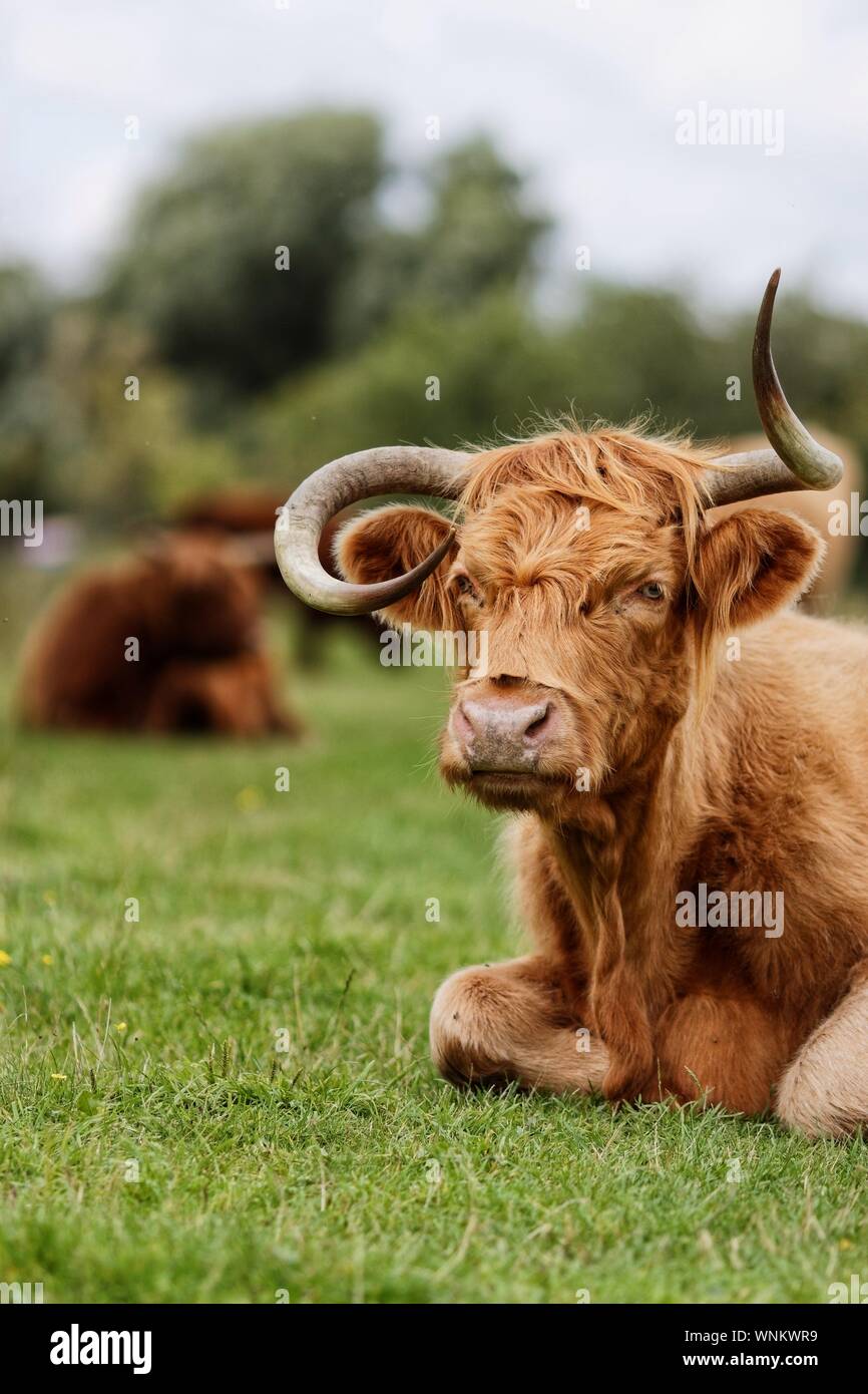 Highland Cattle Looking Away High Resolution Stock Photography and ...