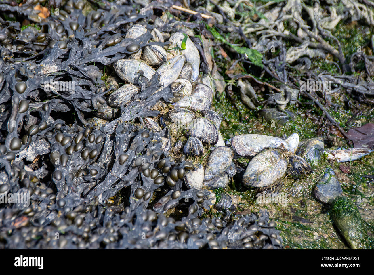 Coastal mussels and seaweed growing around discarded rope Stock Photo ...