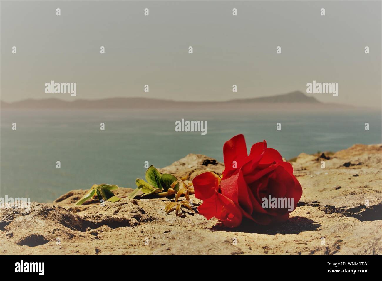 Red Beach Rose High Resolution Stock Photography And Images Alamy