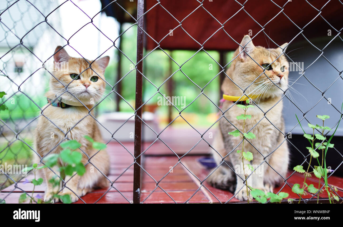 Two cats in cage hires stock photography and images Alamy