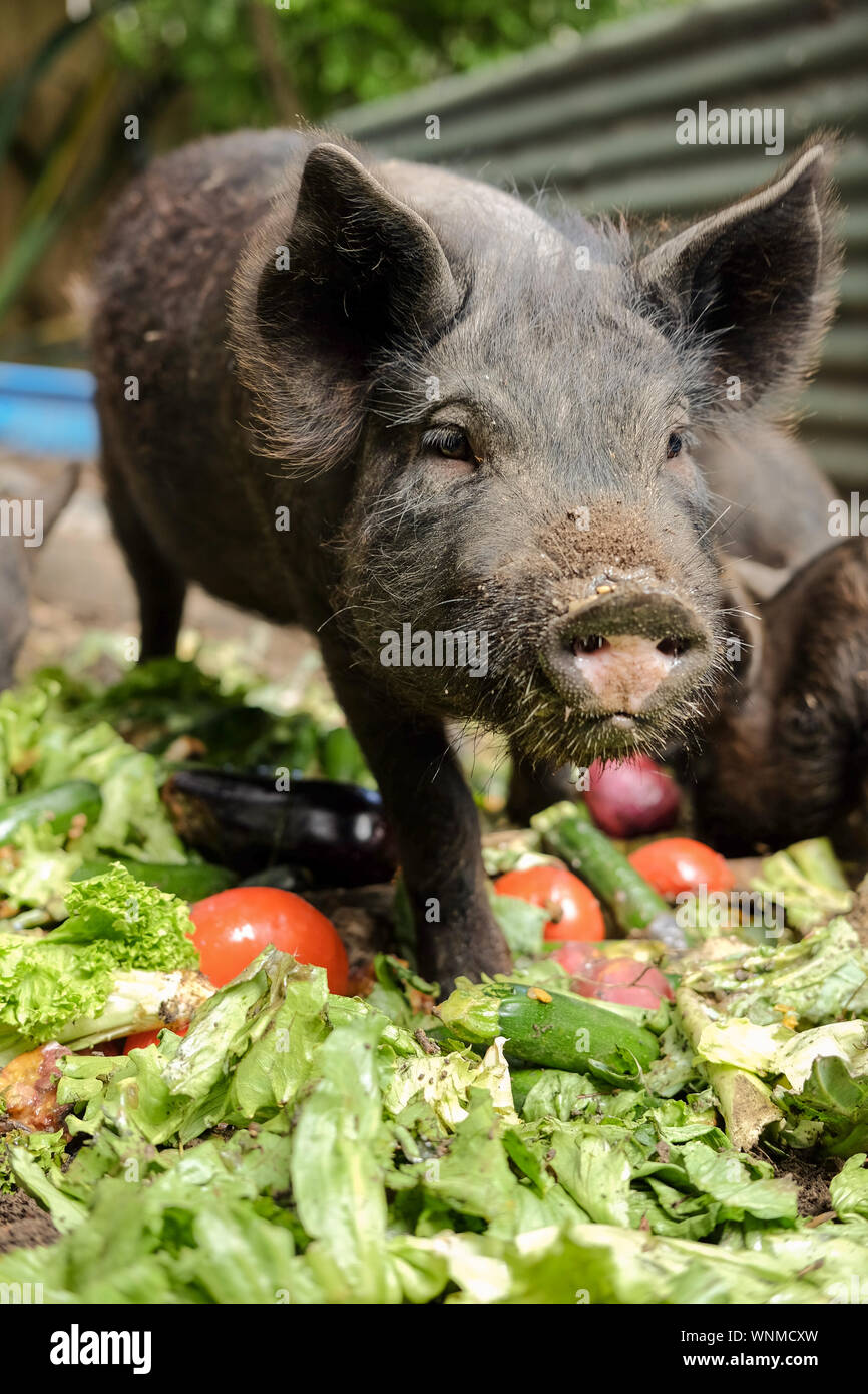 Pigs eating hires stock photography and images Alamy