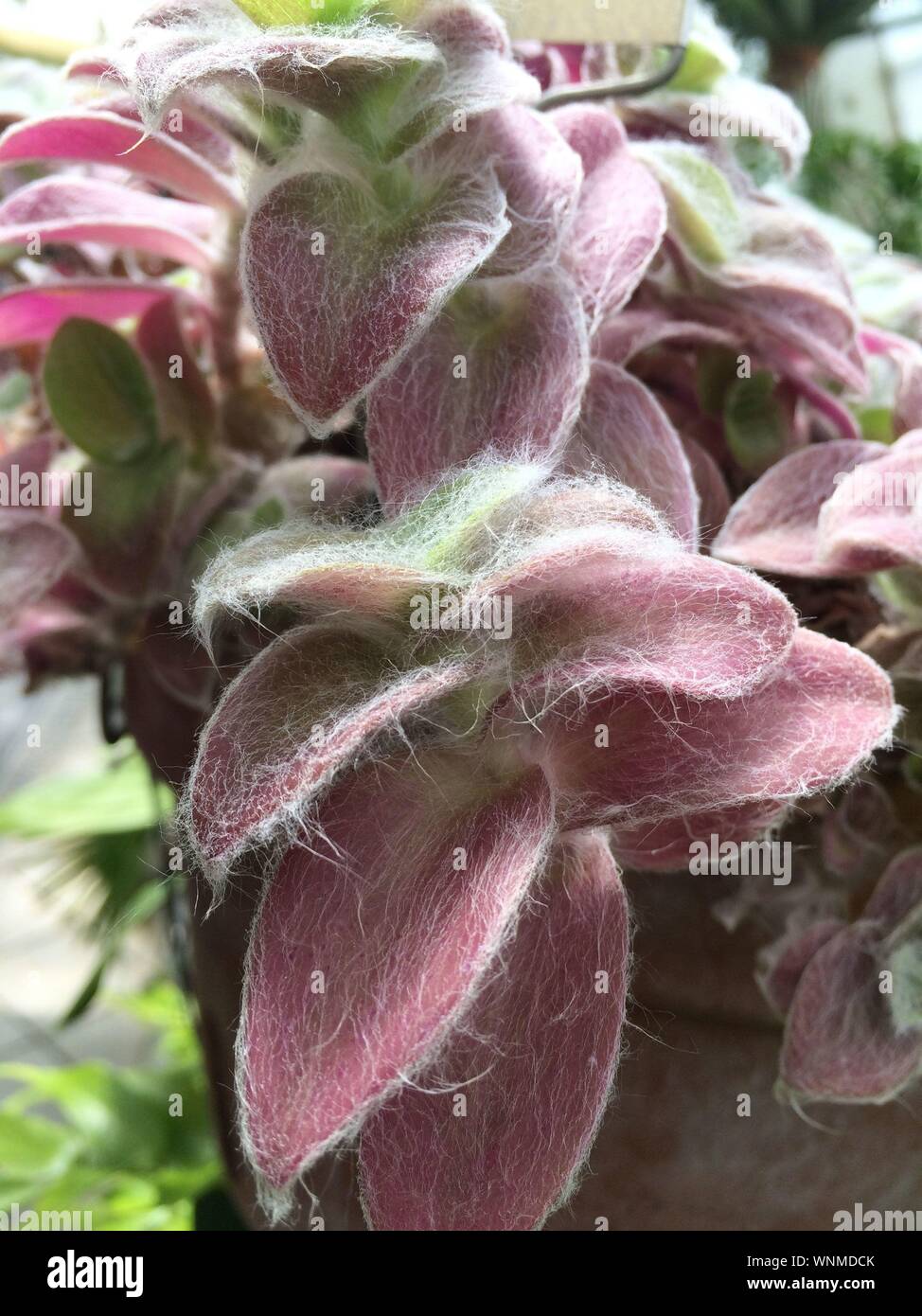 Hairy plant hires stock photography and images Alamy