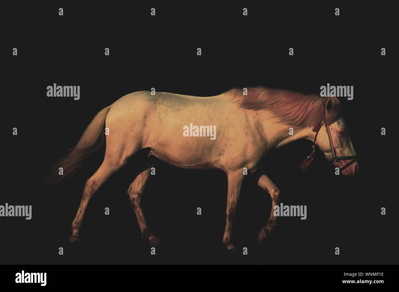 Horse Over Black Background Stock Photo - Alamy