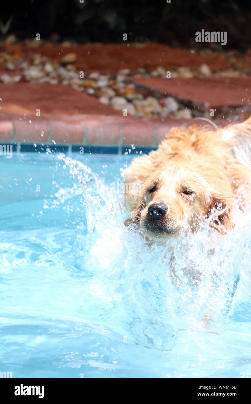 Jumping into the pool hires stock photography and images Alamy