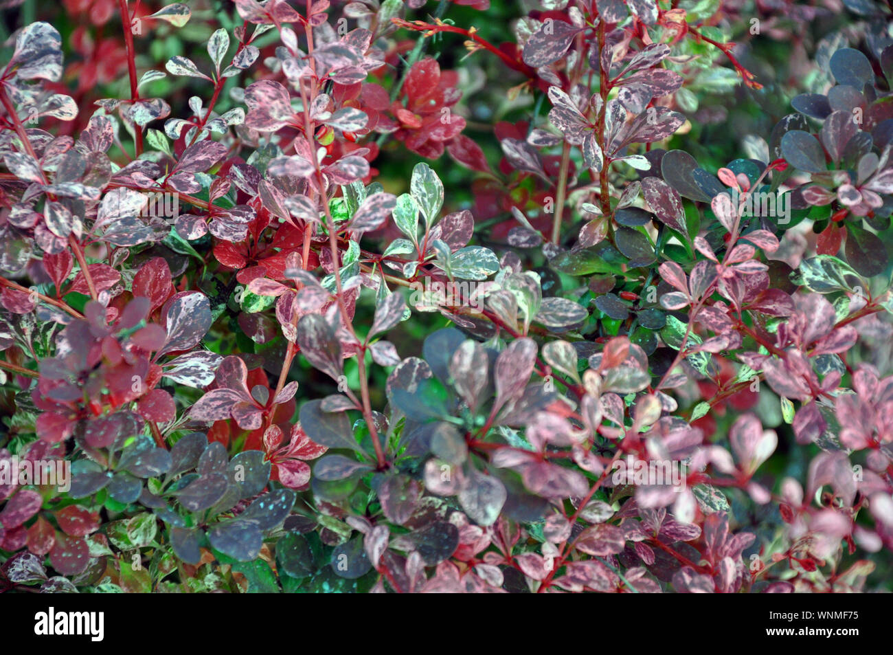 Close view of foliage of Berberis thunbergii atropurpurea. Background, texture Stock Photo