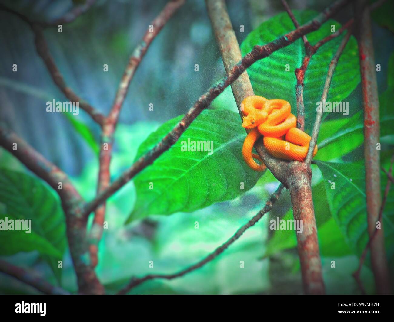 Orange Snake High Resolution Stock Photography and Images Alamy