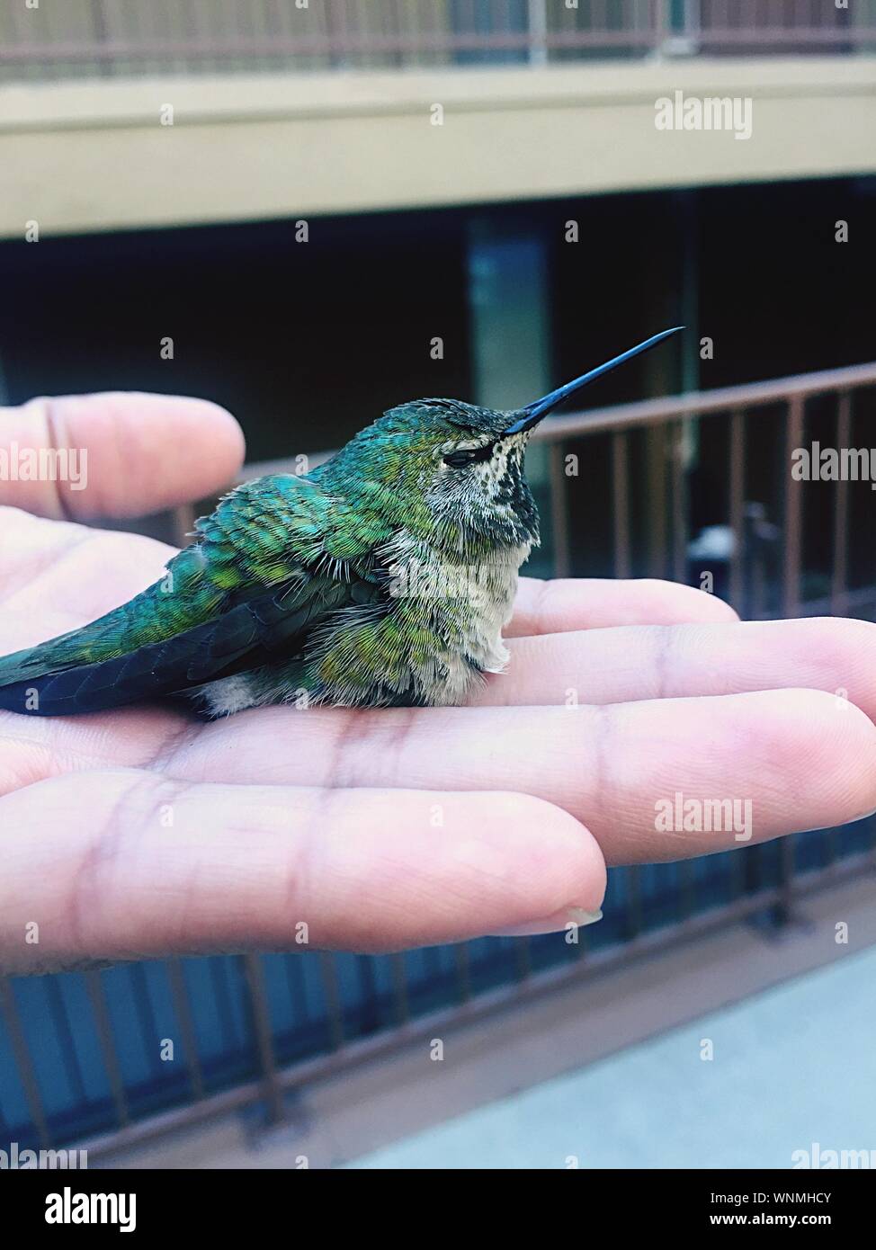 Close-up Of Hand Holding Bird Stock Photo