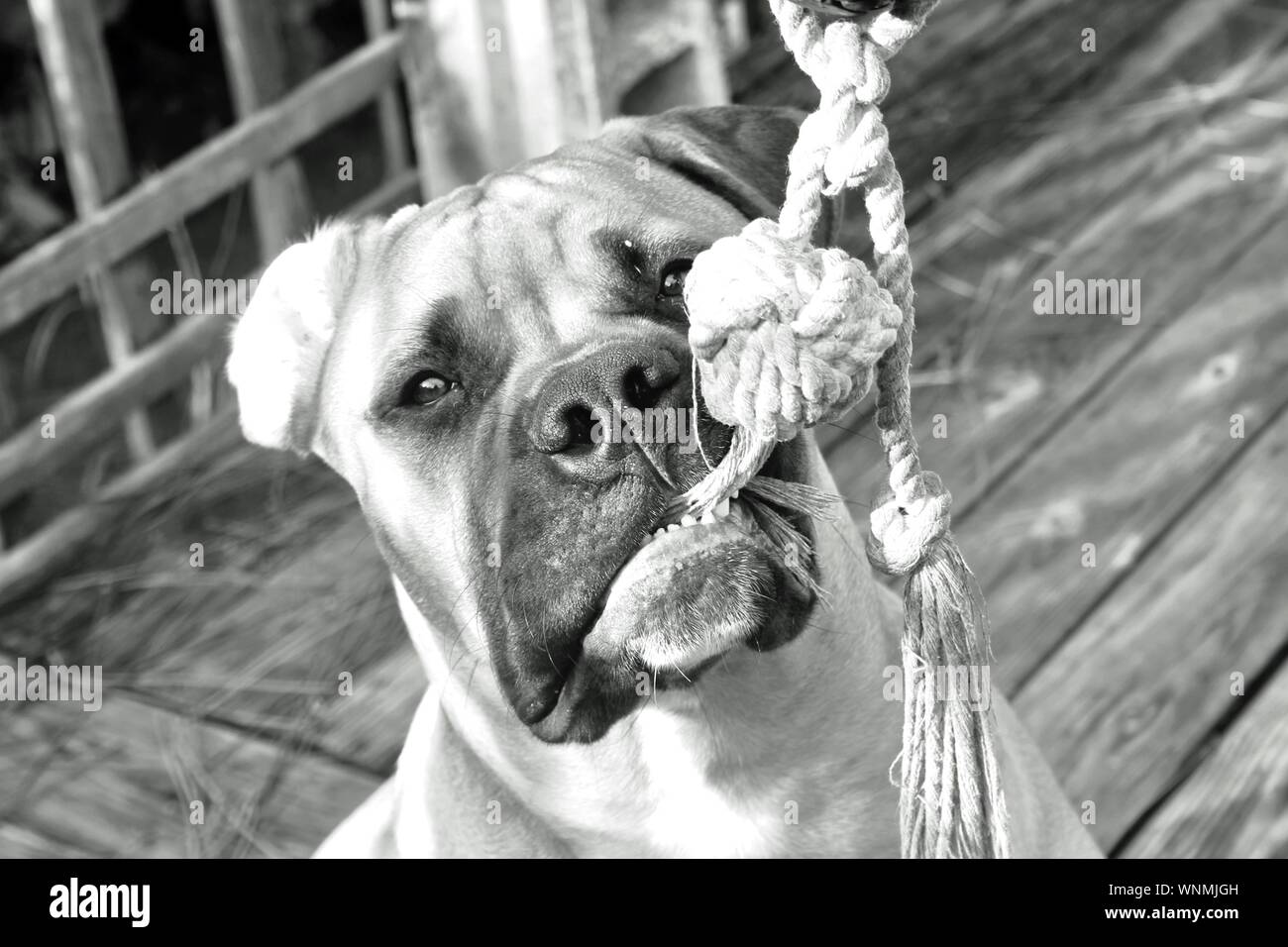 Closeup Of Bullmastiff Biting Rope On Boardwalk Stock Photo Alamy