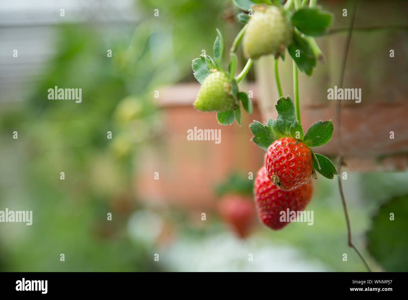 Strawberries Growing In Hanging Basket Stock Photo Alamy