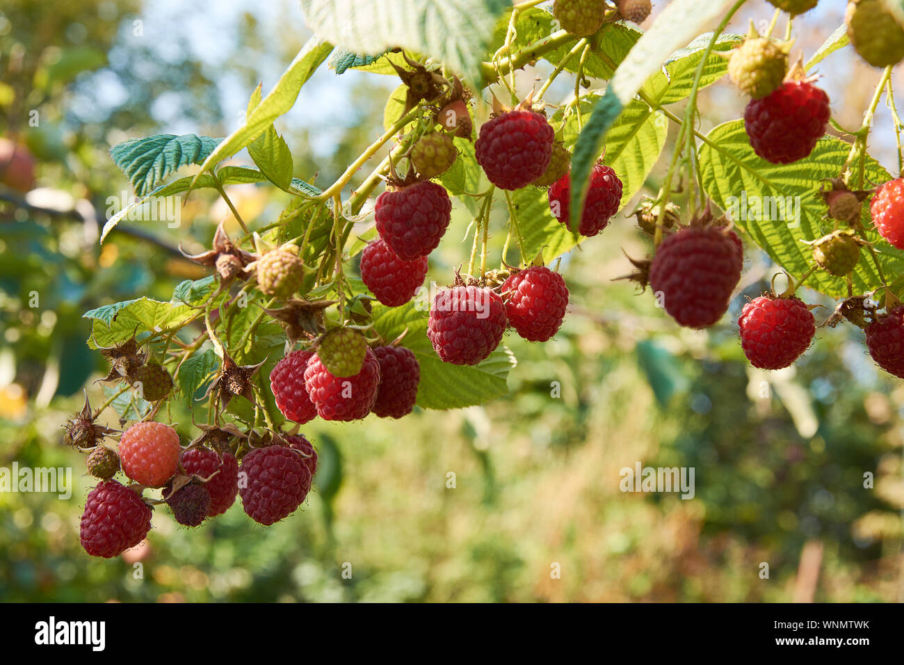 Branch of fall-bearing raspberry with many red berries Stock Photo