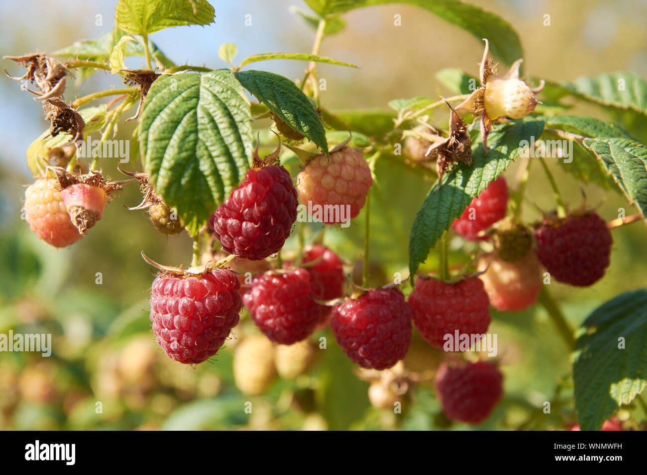 Berry bearing plant hi-res stock photography and images - Alamy