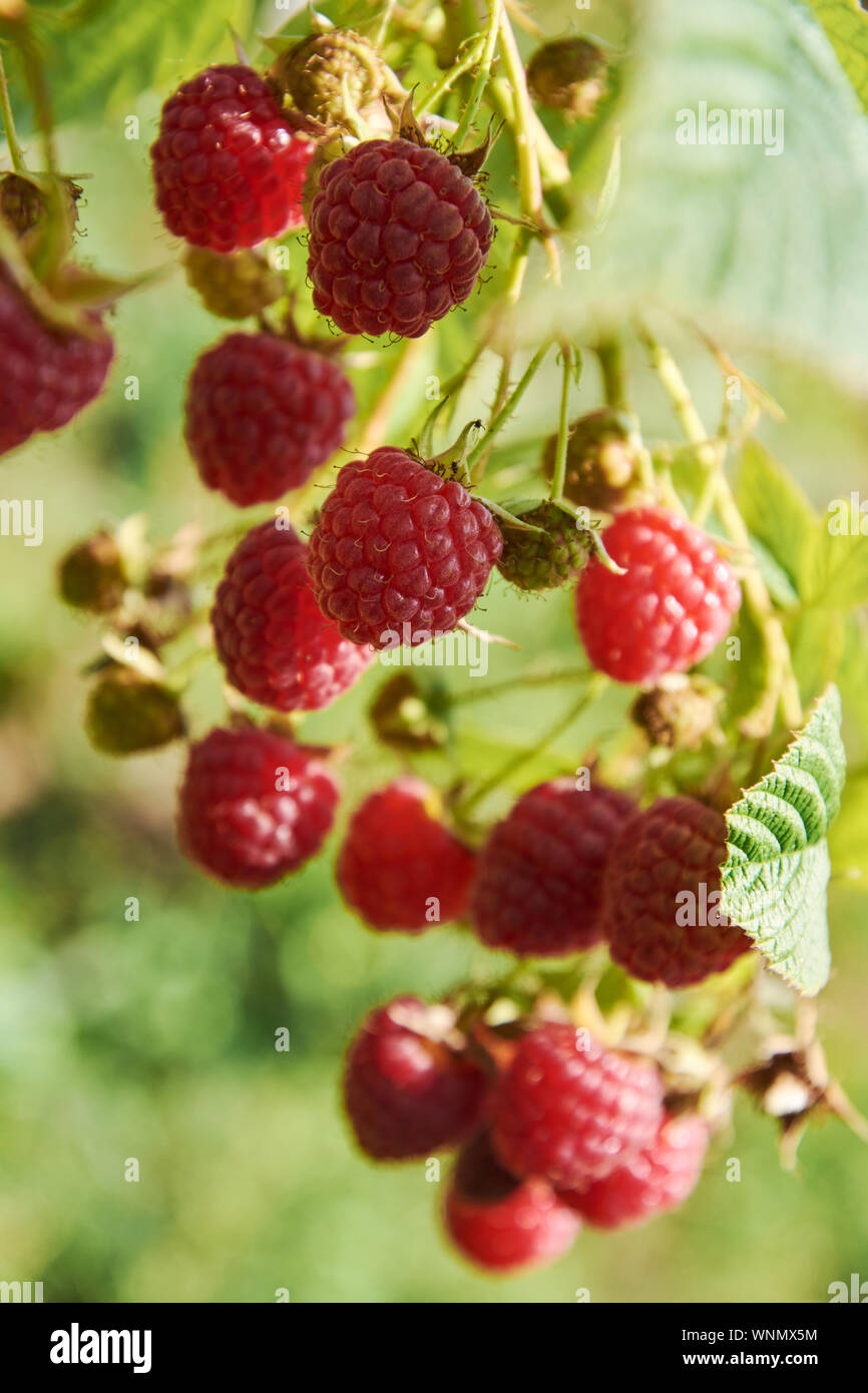 Raspberry branch bearing ripe hi-res stock photography and images - Alamy