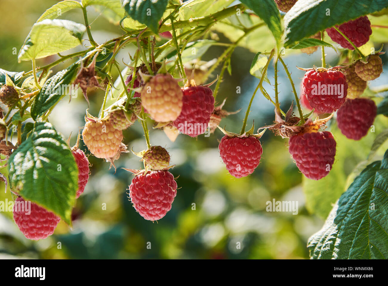 Branch of fall-bearing raspberry with many red berries Stock Photo