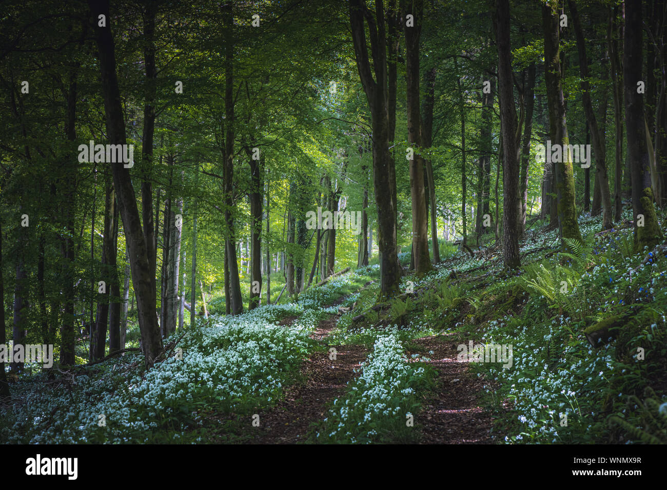 New forest hants autumn hi-res stock photography and images - Alamy