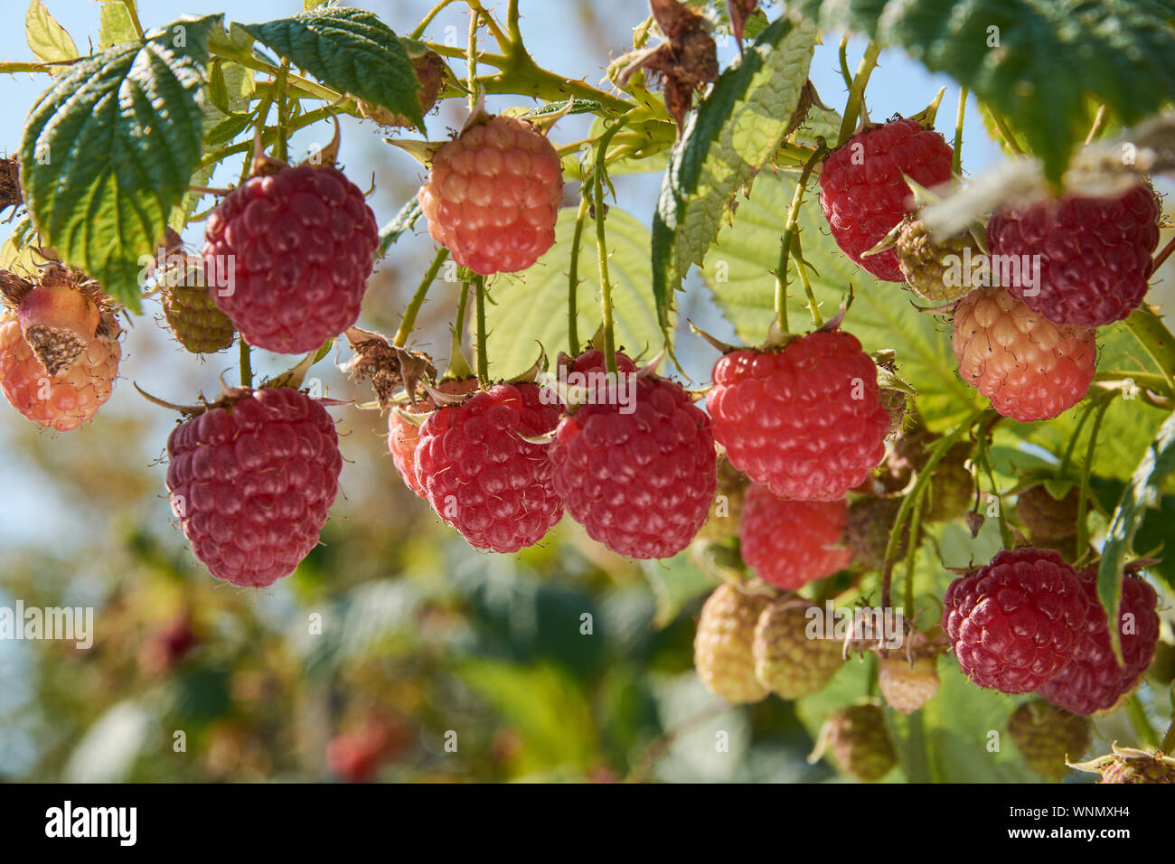 Raspberry branch bearing ripe hi-res stock photography and images - Alamy