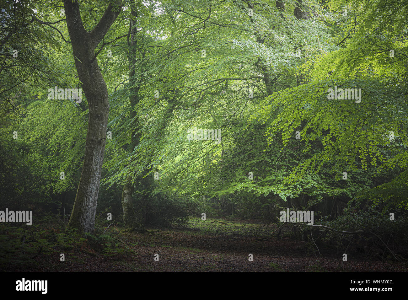 New Forest Hampshire Stock Photo Alamy