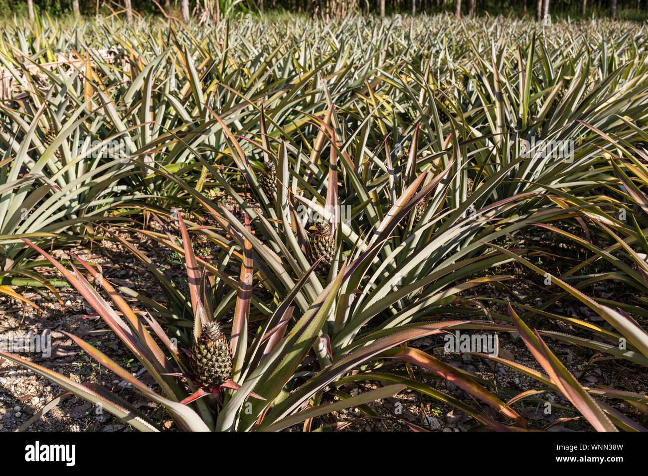 Tropical pineapple fruit outdoor. Landscape of Pineapple Plantation in