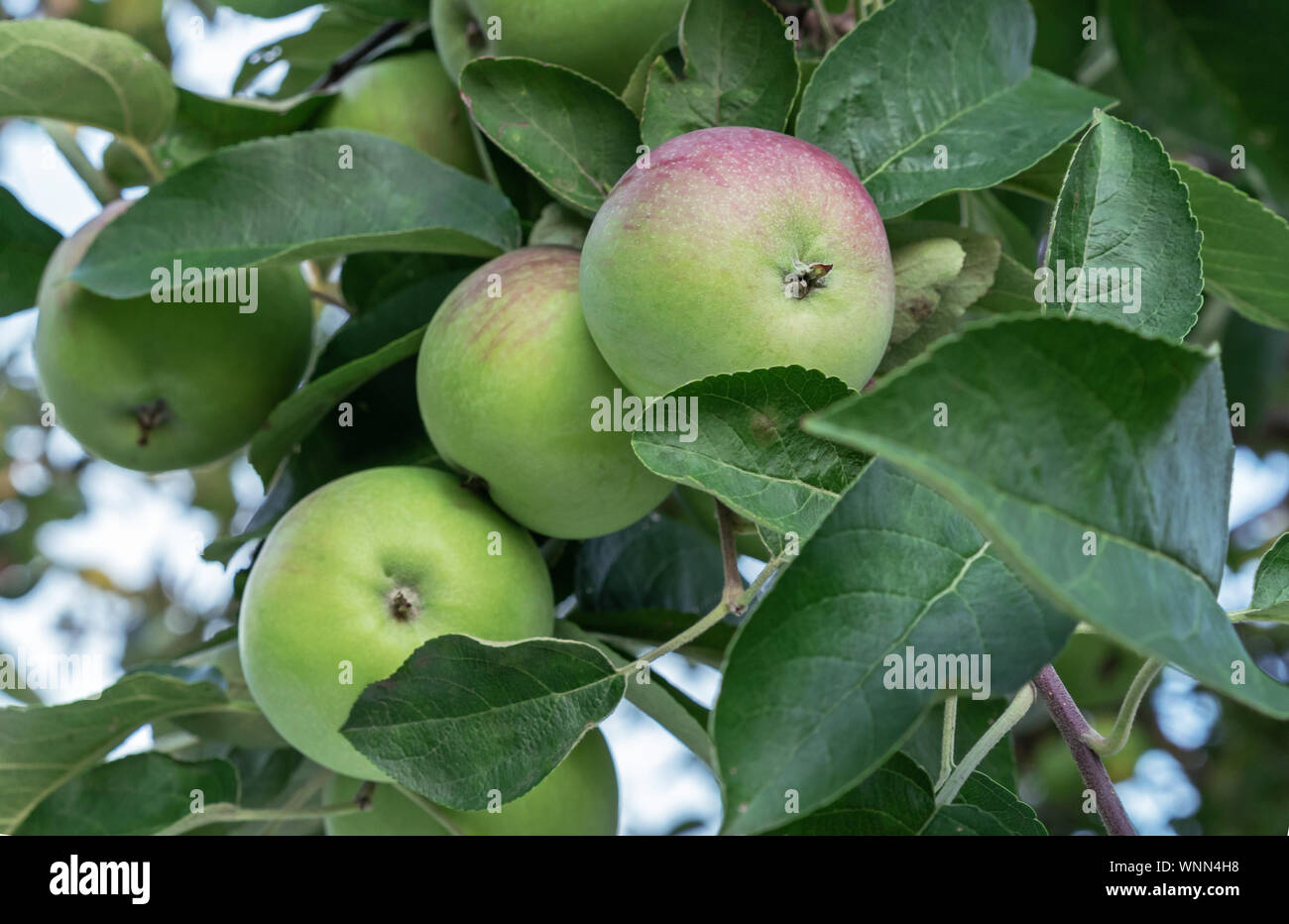 Apple tree with red-green apples on the branches. Stock Photo