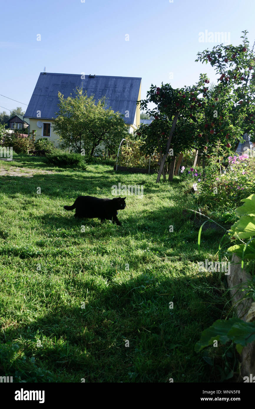 beautiful black cat in the garden of a country house Stock Photo - Alamy