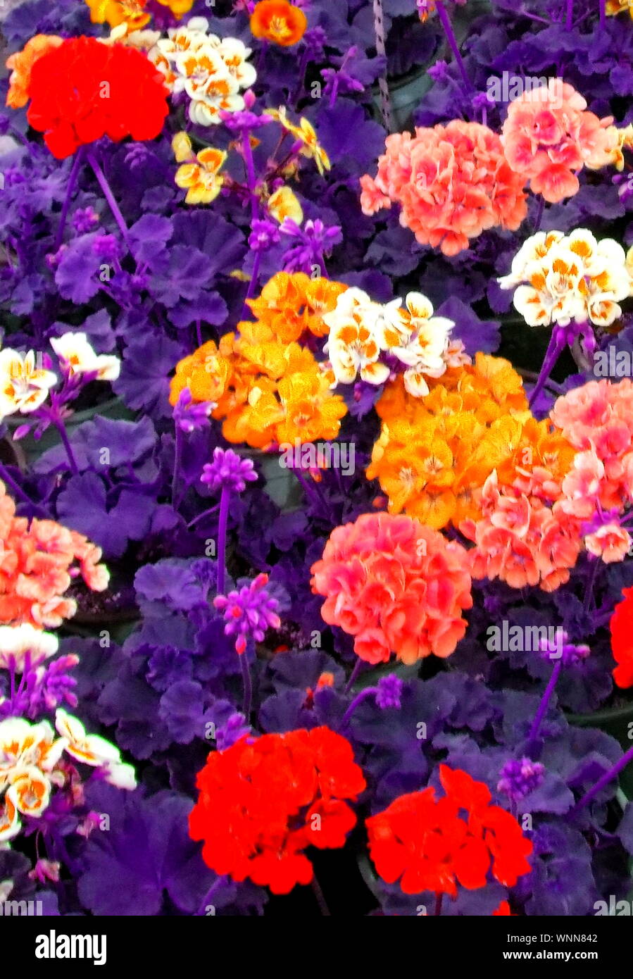 flowers, colorful, many photos, many colors, abstract background Stock ...
