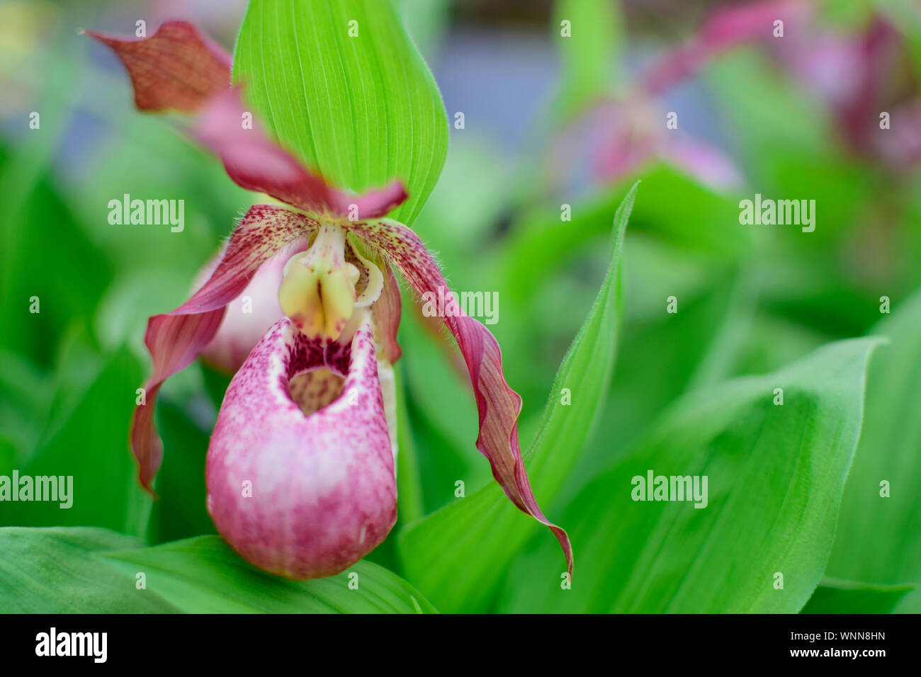 Beautiful of pink Paphiopedilum orchid flower with blurred green leaves background. Nature concept. Stock Photo