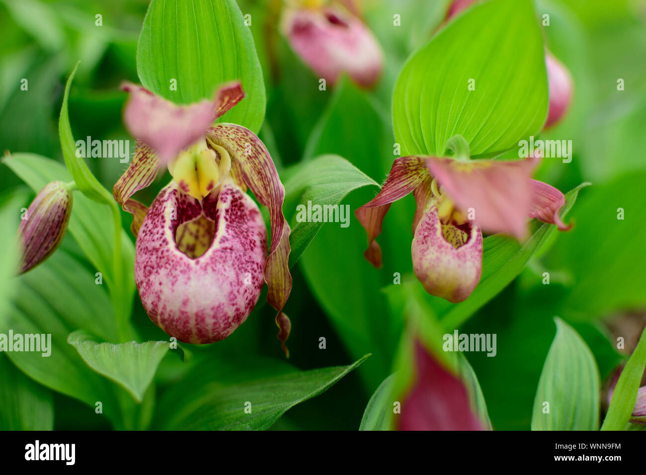 Beautiful of pink Paphiopedilum orchid flower with blurred green leaves background. Nature concept. Stock Photo