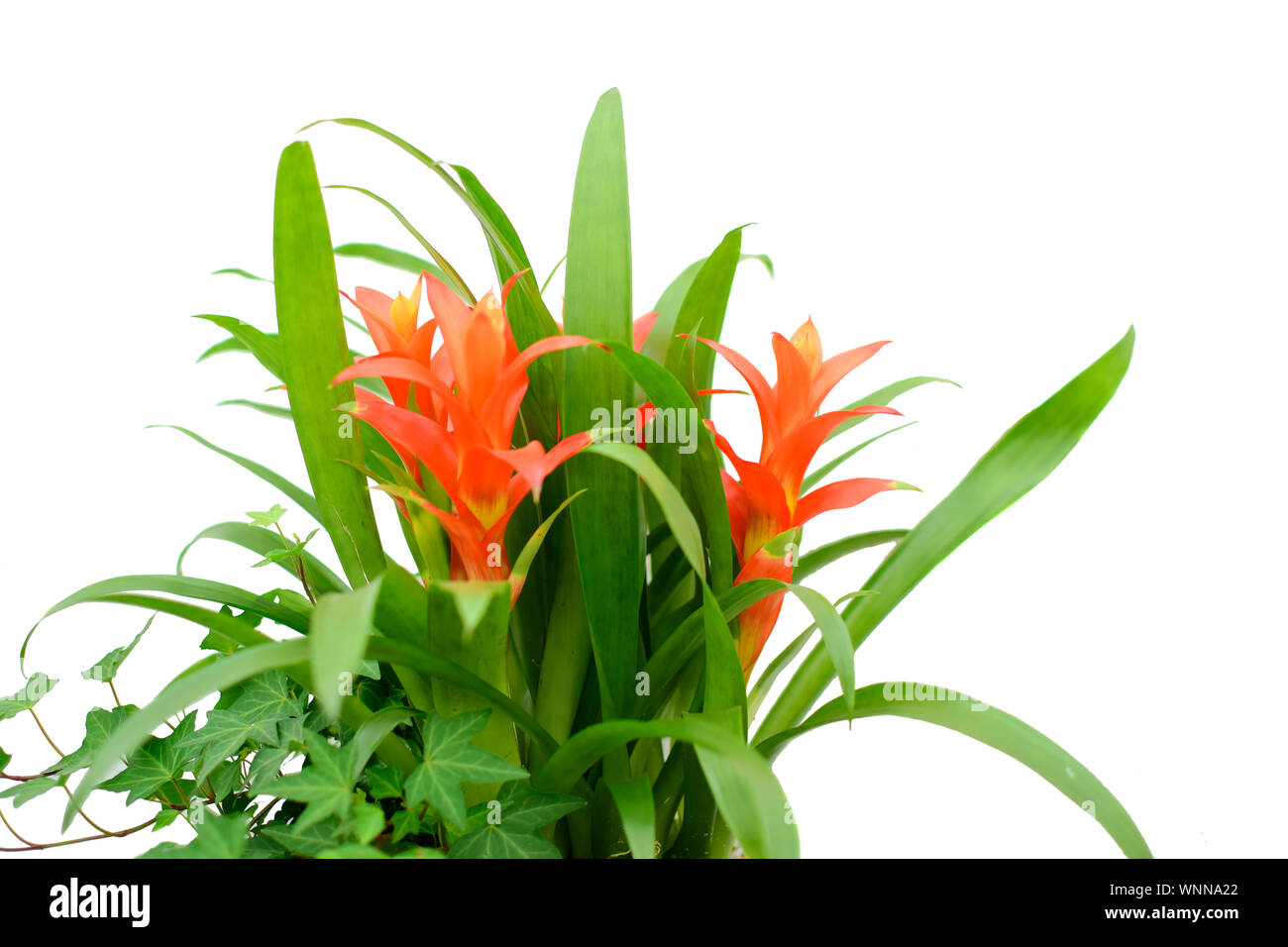 Beautiful orange Canistropsis or Nidularium billbergioides tropical flower with green leaves isolated on white background. Stock Photo