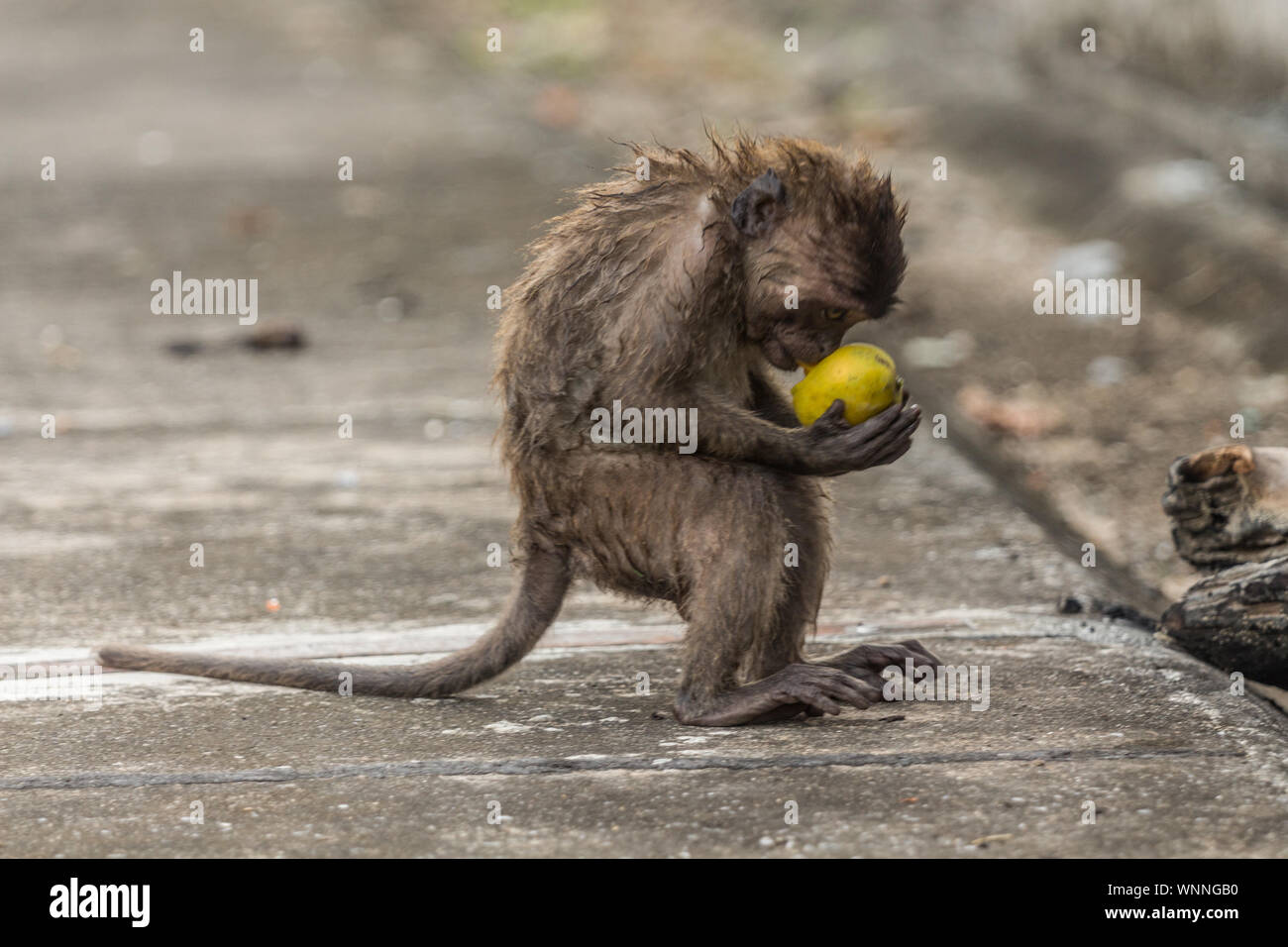 Close-up Of Monkey Eating Fruit On Footpath Stock Photo