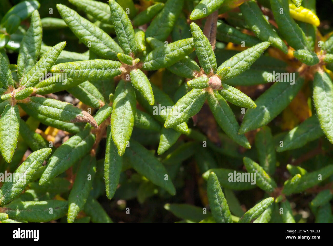 Alpine Tundra System -Labrador Tea-Ledum groenlandicum- on Mount