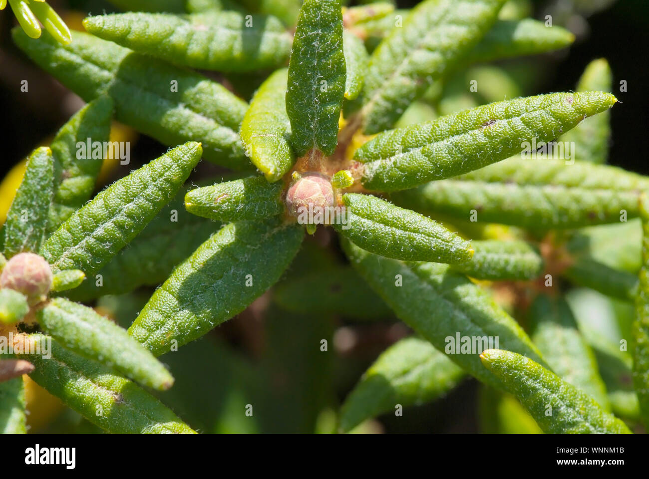 Alpine Tundra System -Labrador Tea-Ledum groenlandicum- on Mount