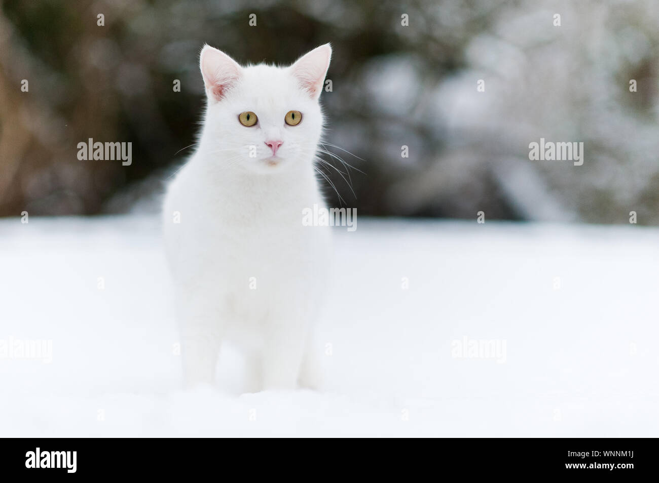Cat snow store white