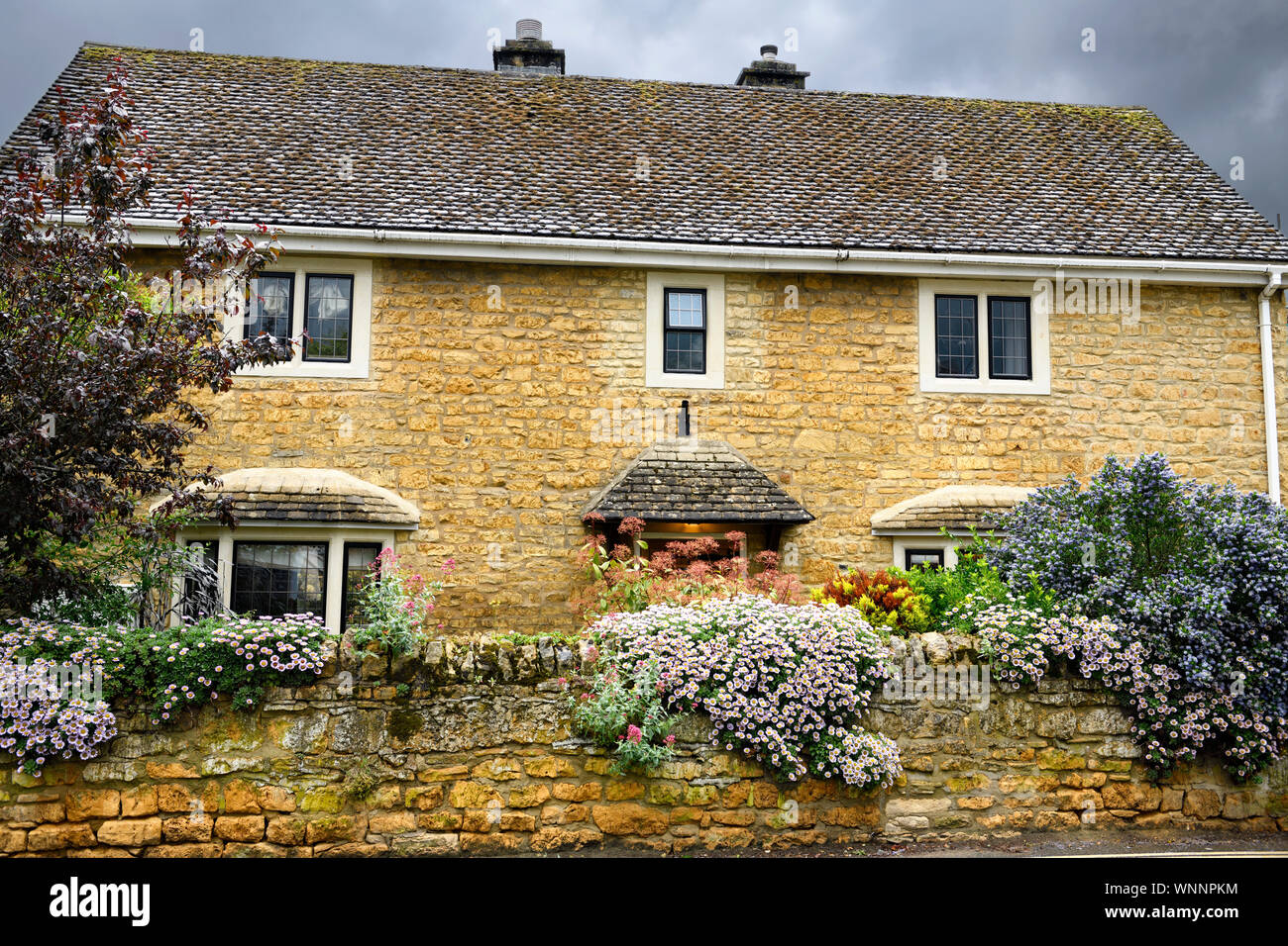 House and wall of yellow Cotswold limestone with aster flowers in