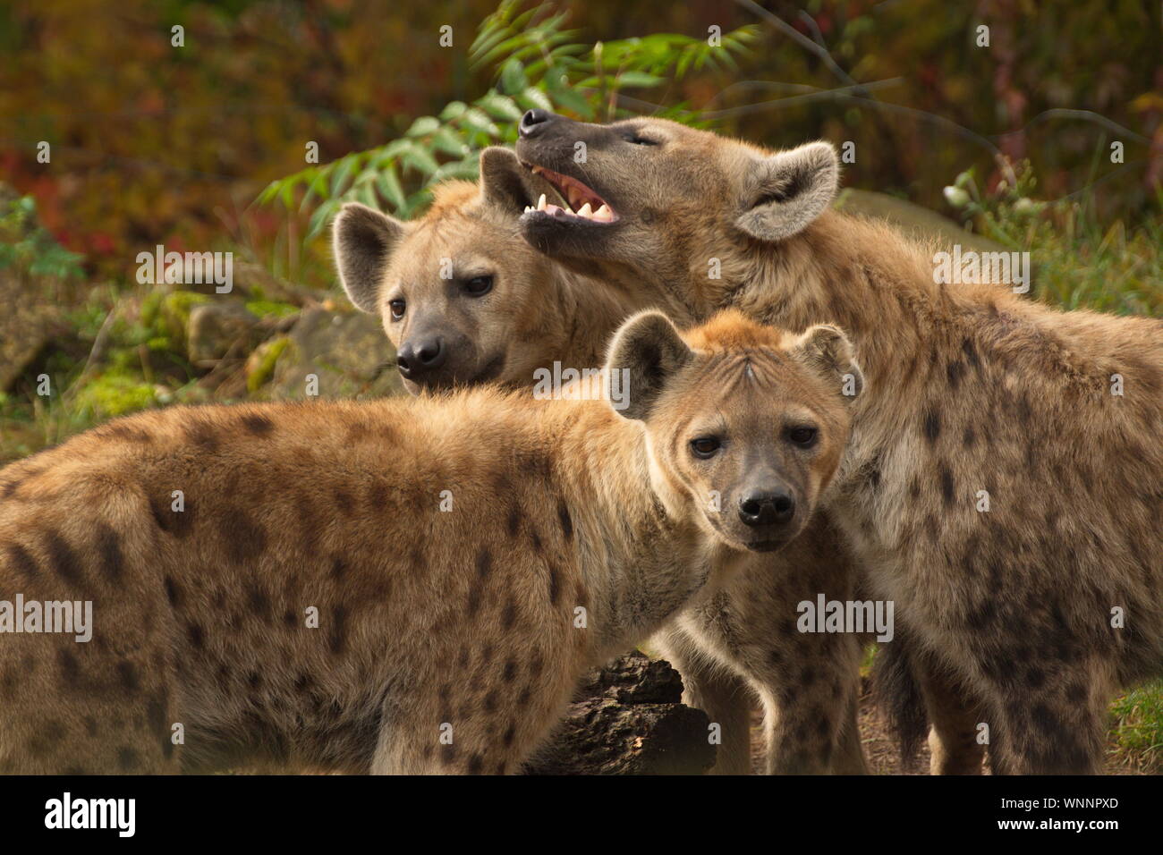 Group Of Hyenas Stock Photo Alamy