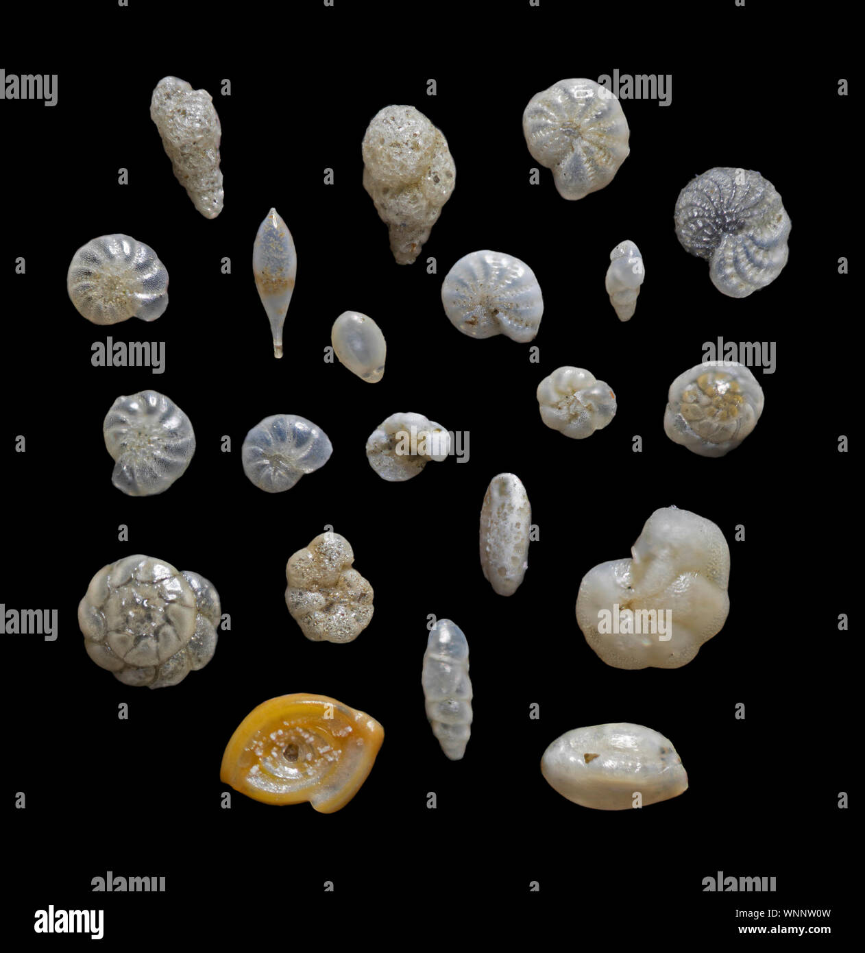 Foraminifera / marine shells debris Stock Photo