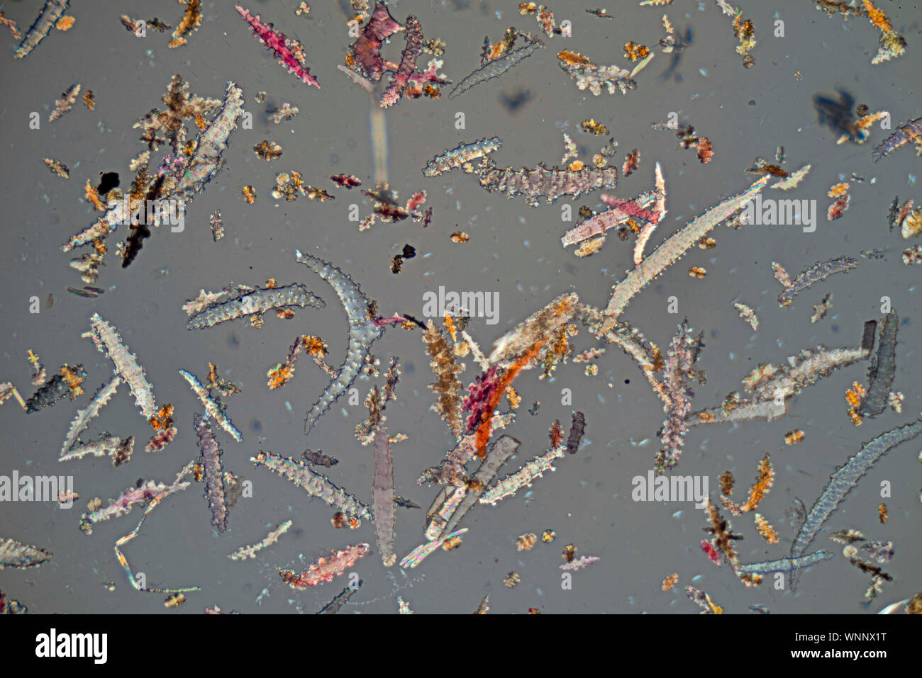 Spicules from the Norman Bequest, mixed types. microscleres and megascleres of demosponges Stock Photo