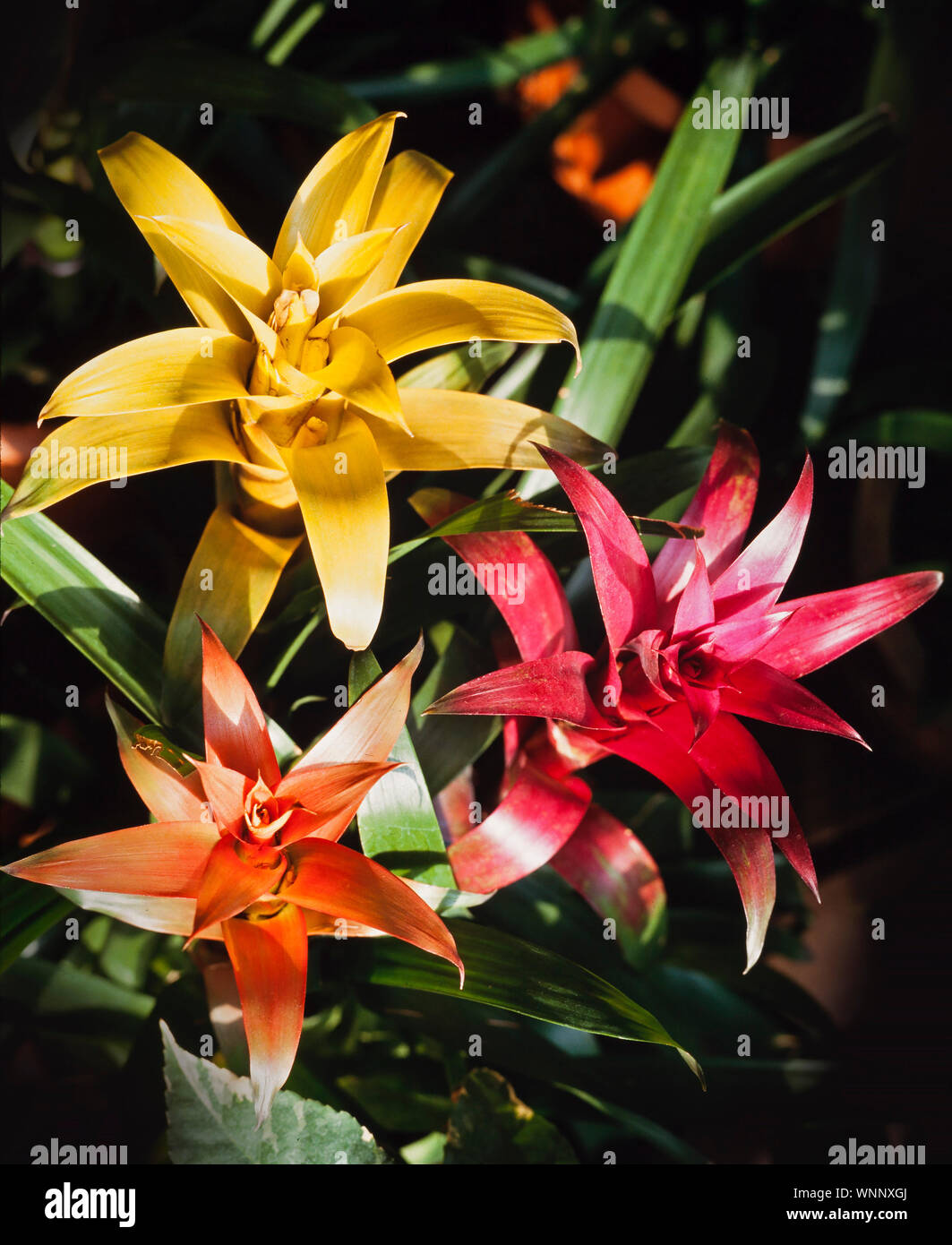 Bromiliad colour varieties, colour diversity, native to South America Stock Photo