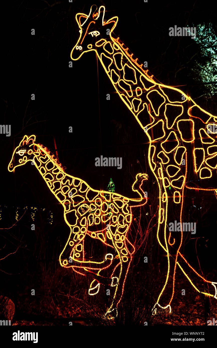 'Giraffes' Christmas lights, River of Lights, Rio Grande Botanic Garden, Albuquerque, New Mexico USA Stock Photo