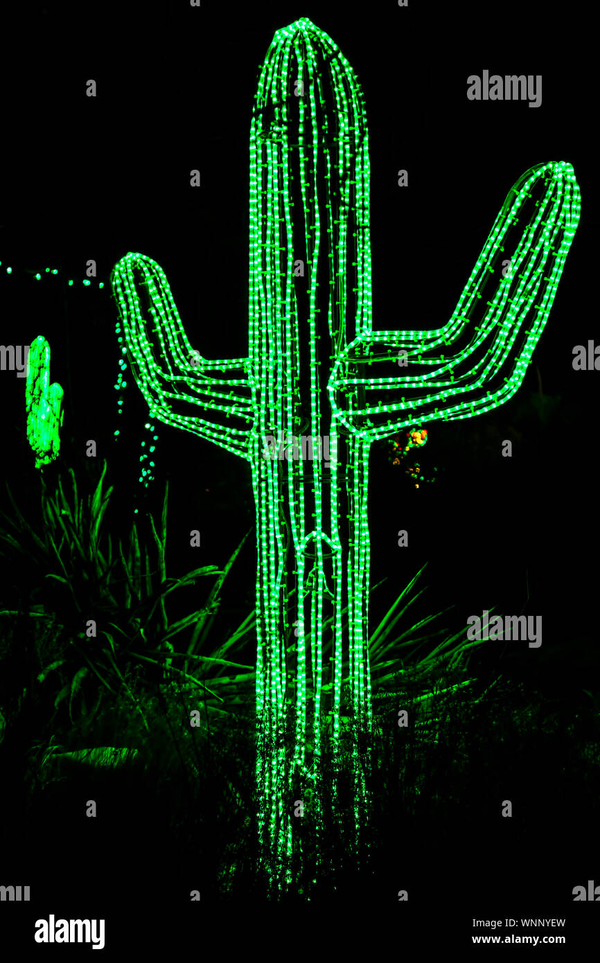 'Cactus' Christmas lights, River of Lights, Rio Grande Botanic Garden, Albuquerque, New Mexico USA Stock Photo