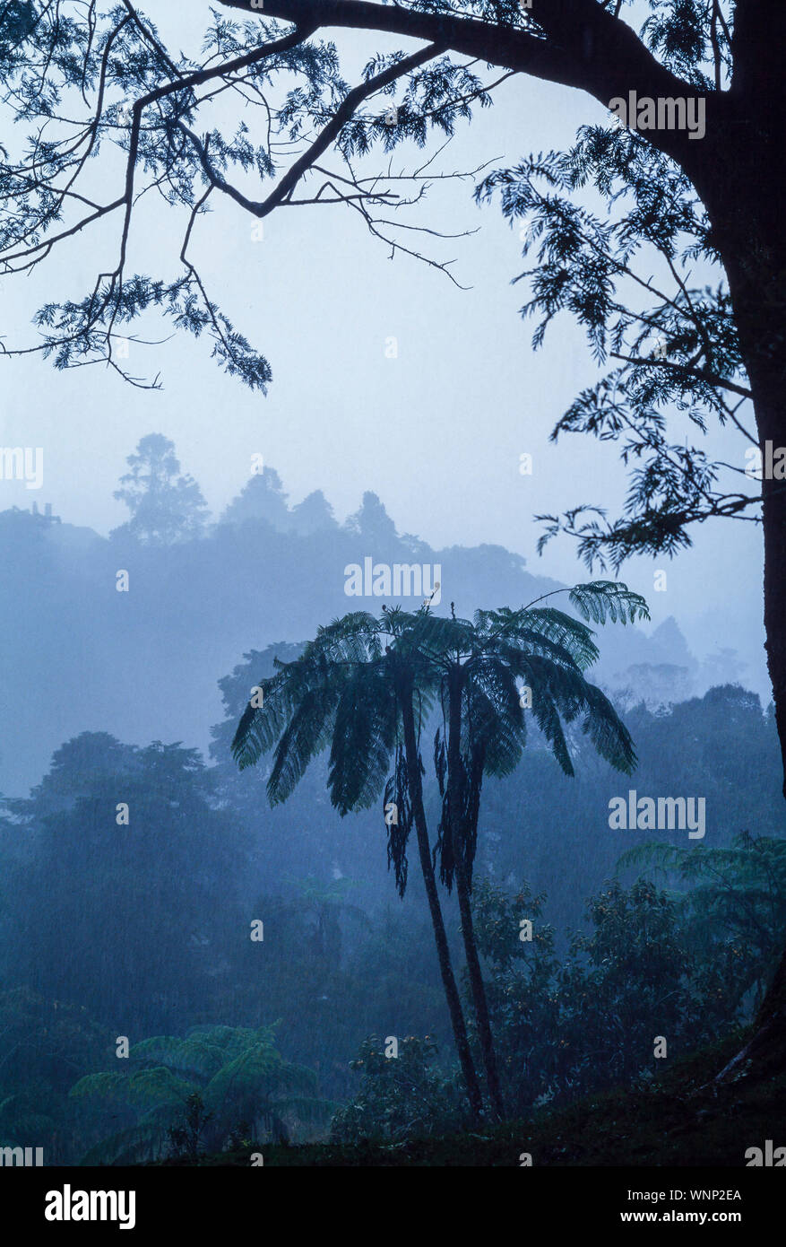 Tropical monsoon downpour, tree fern silhouette, misty forest, Malaysia Stock Photo