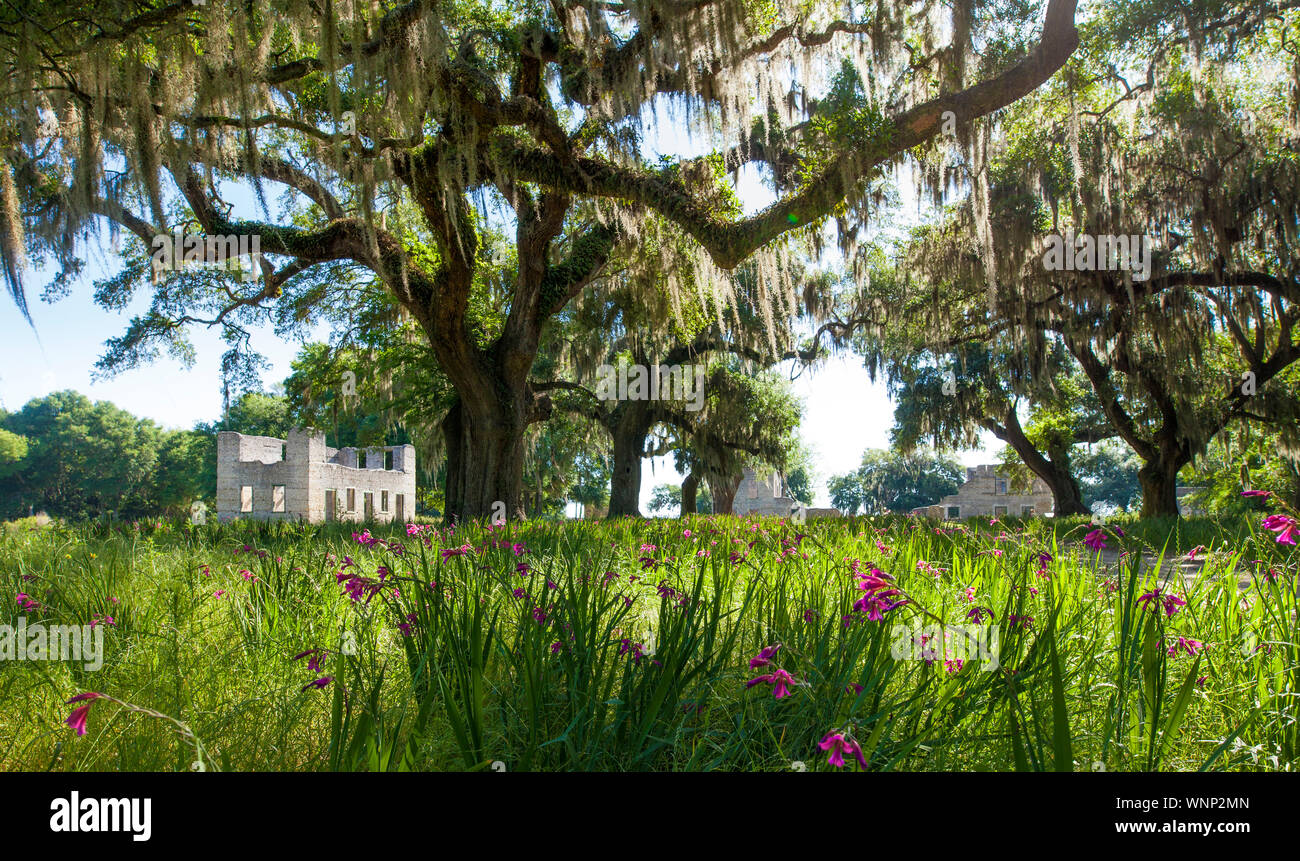 ruins of a plantation in the American deep South. Stock Photo
