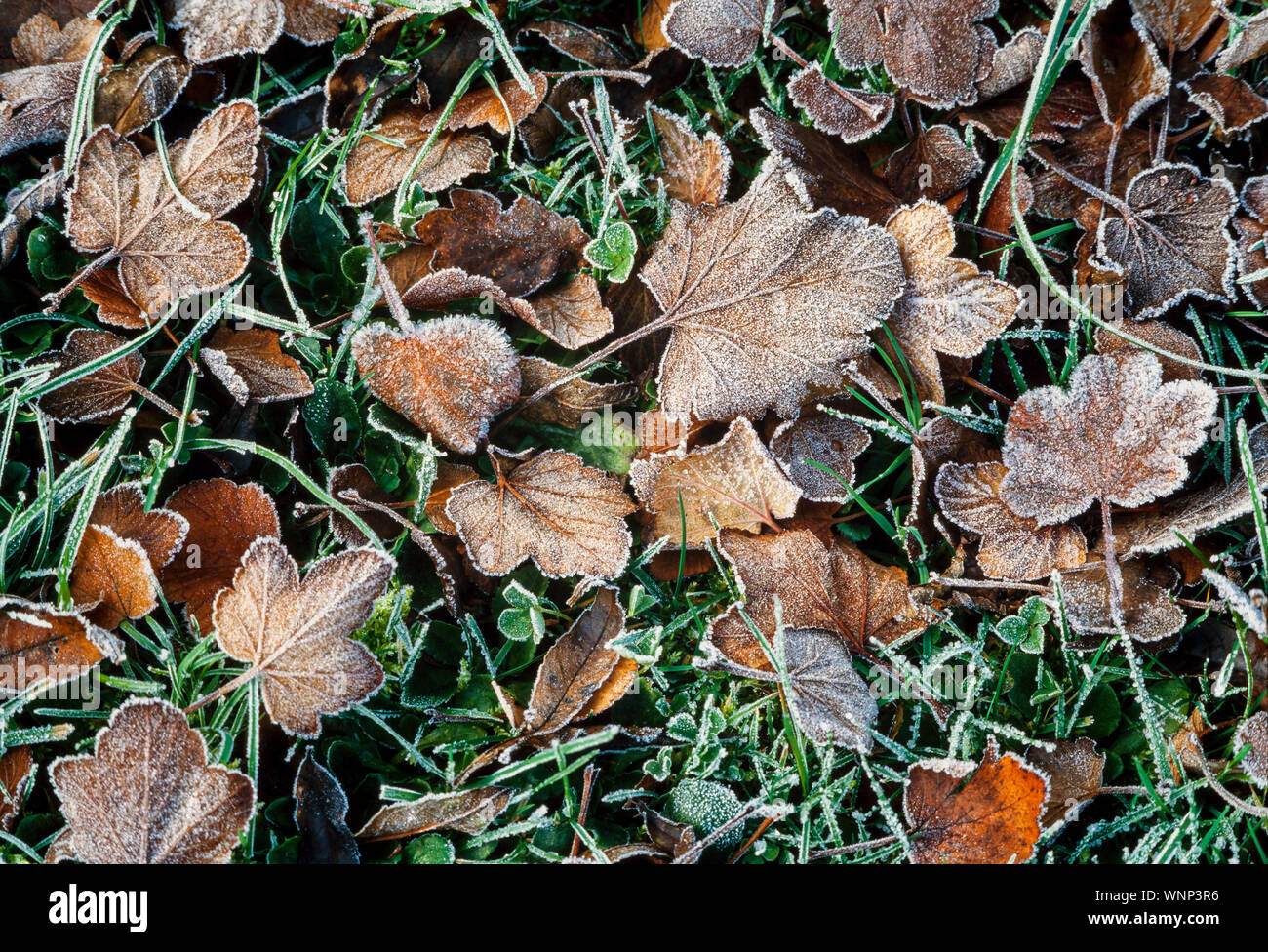 Early mornig frosty Autumn leaves Stock Photo