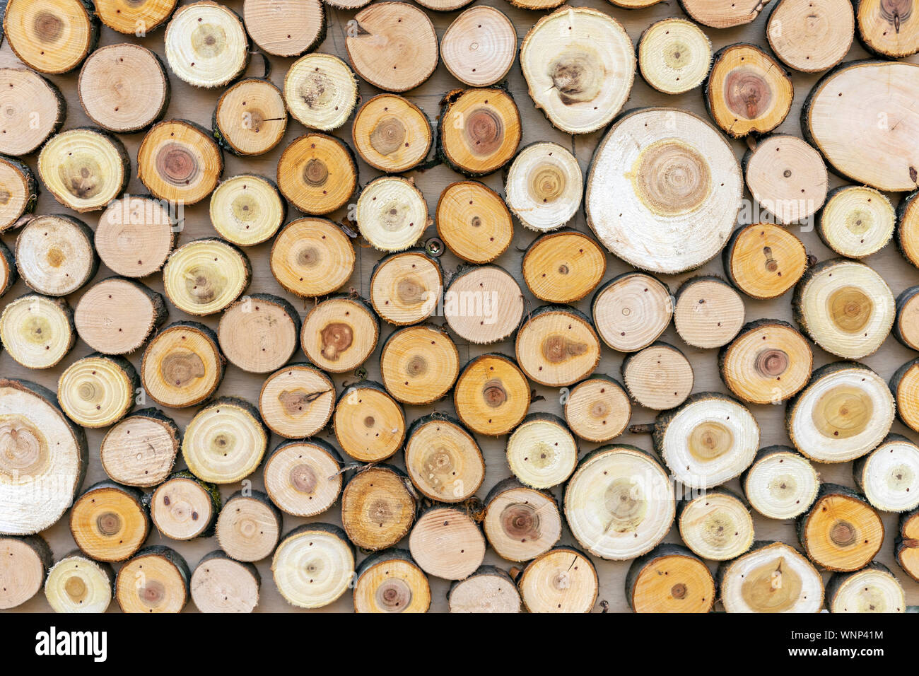 Background from the rings of coniferous trees Stock Photo - Alamy
