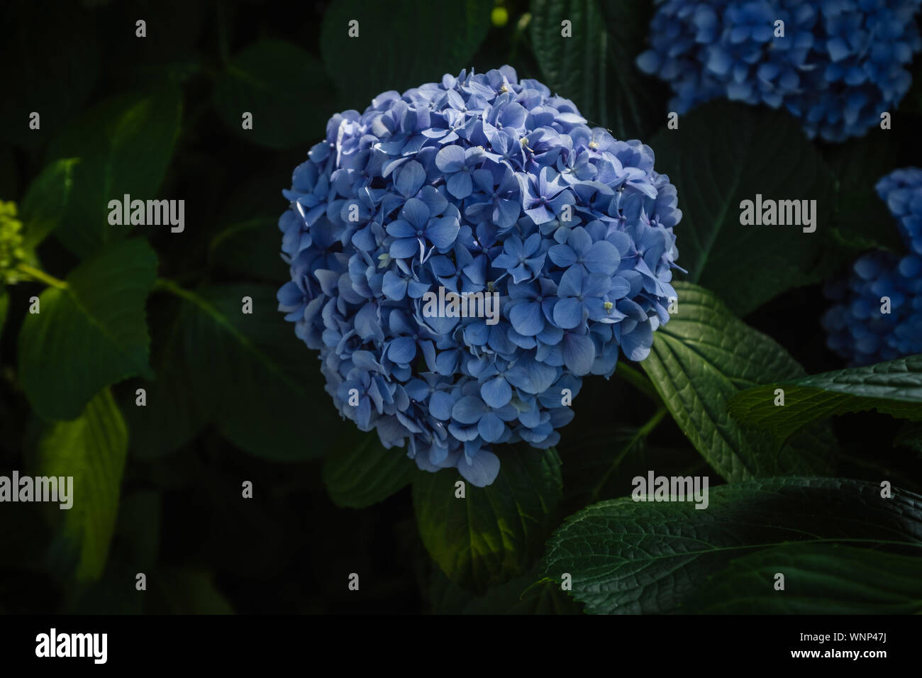 Beautiful blue hydrangea buds. Magic Botanical Garden in Batumi