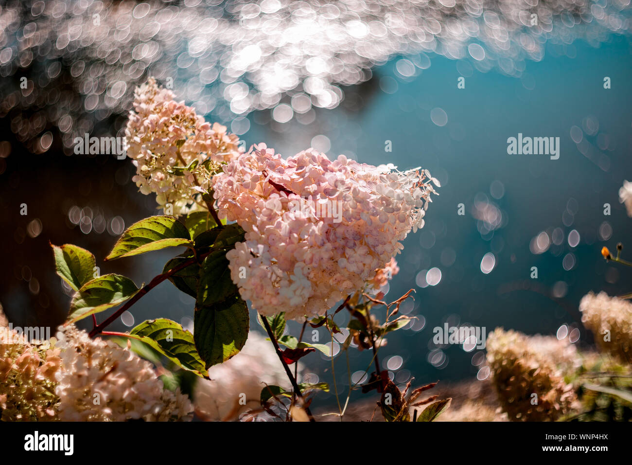 Vibrant,colorful and artistic nature scene with pink and white flowers over lake. Beautiful close up of colorful flowers over blue lake background. Stock Photo