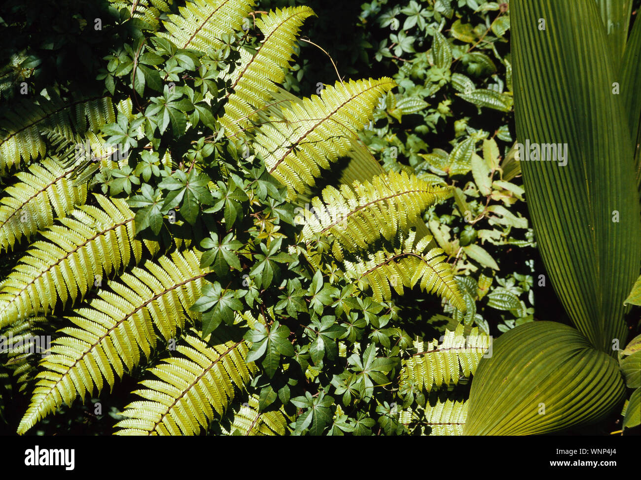 Rainforest tropical mixed foilage, ferns, climbers Stock Photo