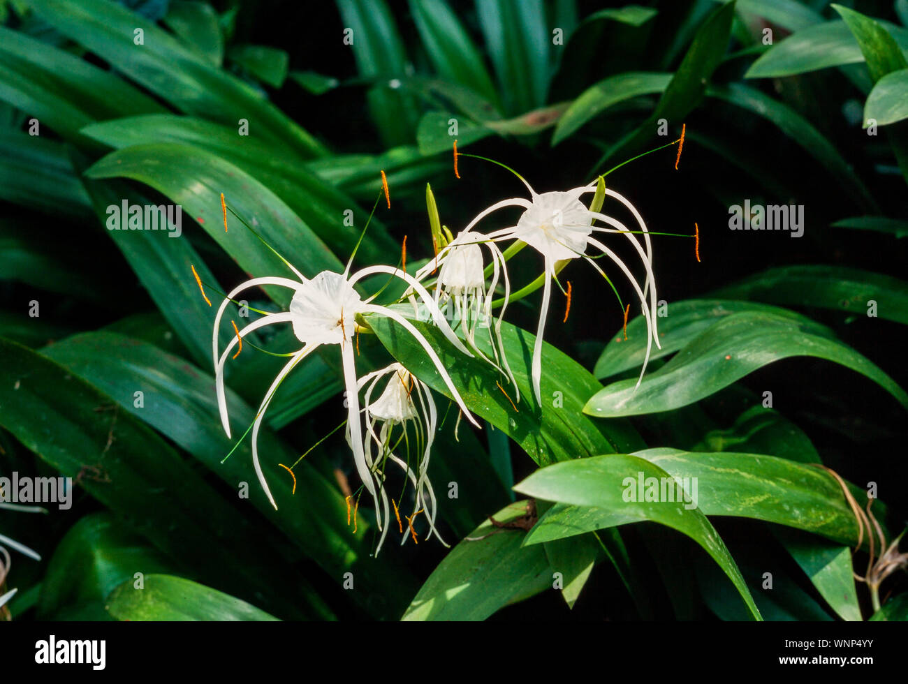 Spider lilies, Hymenocallis littoralis, Malaysia (native to S.America) Stock Photo