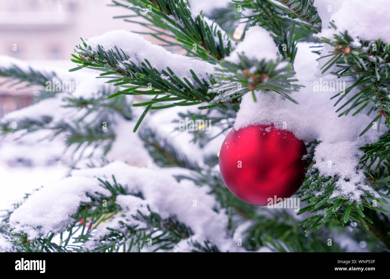 Red ball on a snowy Christmas tree. Decorations New Year, Christmas ...