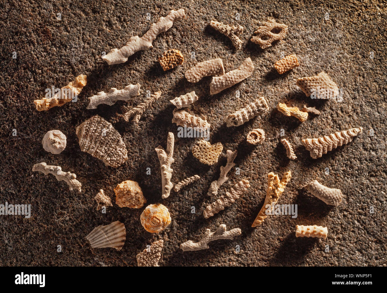 Fossil Bryozoan fragments, Miocene period, New Zealand Stock Photo