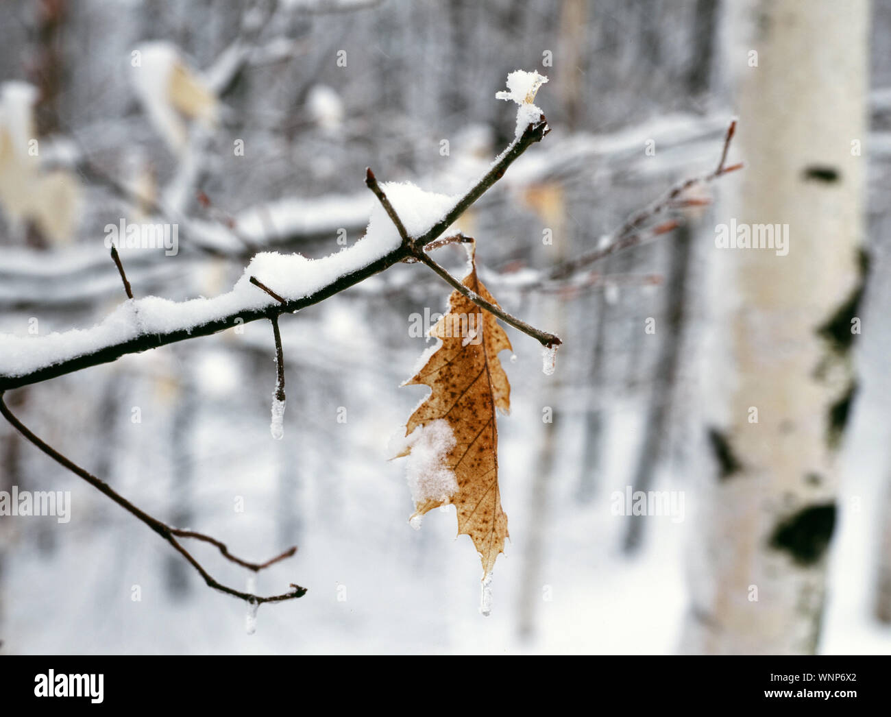 New hampshire winter hi-res stock photography and images - Alamy